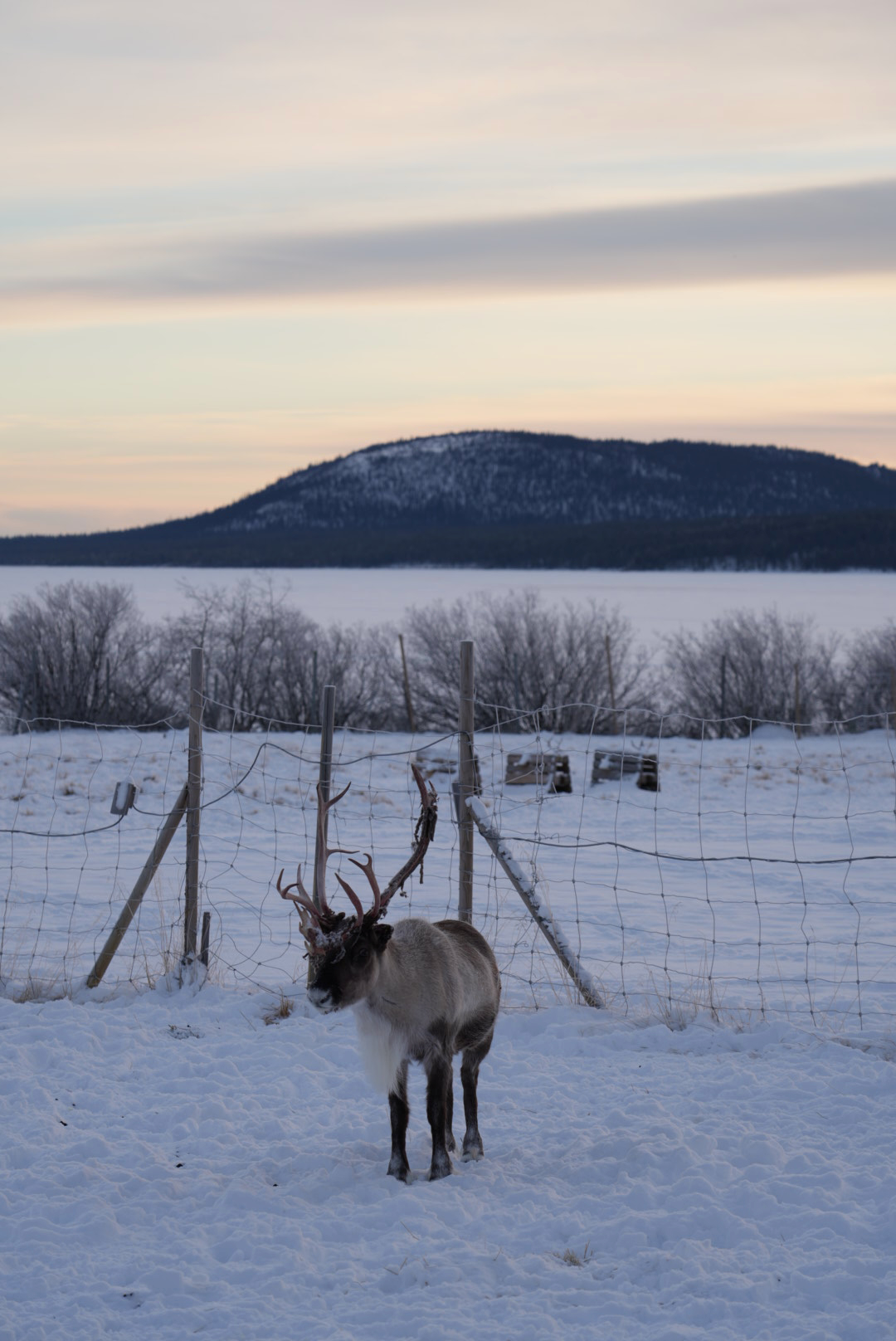 A snowy scene of a reindeer in Kiruna A snowy scene of a reindeer in Kiruna