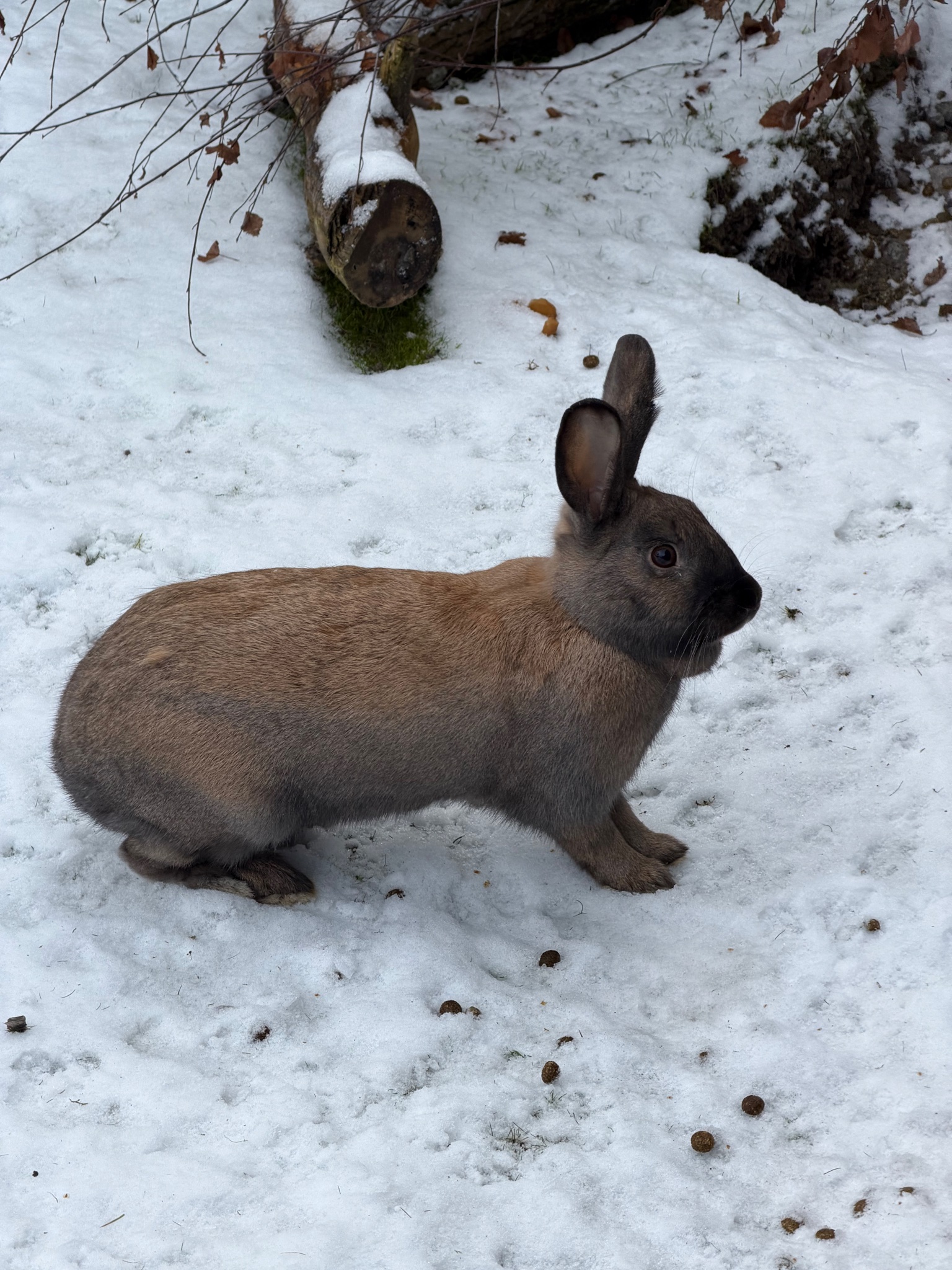 Another rabbit at Skansen Another rabbit at Skansen