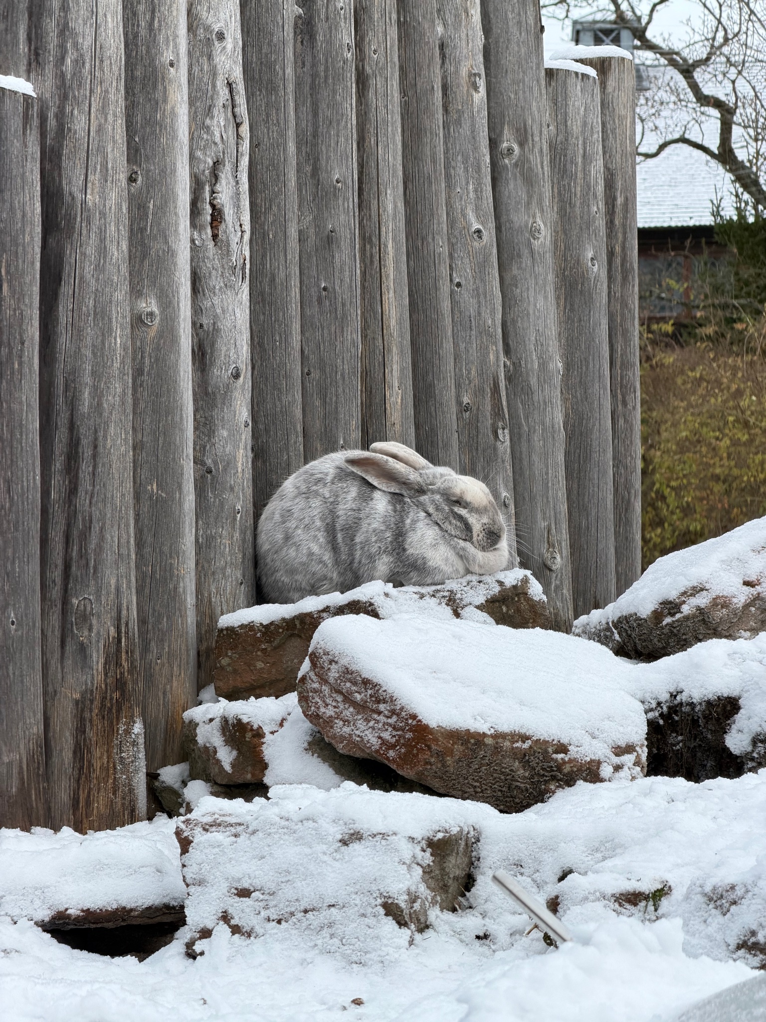 A rabbit at Skansen A rabbit at Skansen